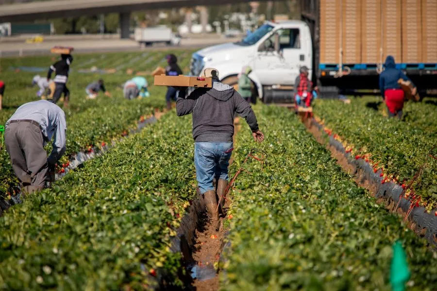 farmers harvesting vegetables